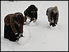 IMG_0795.jpg