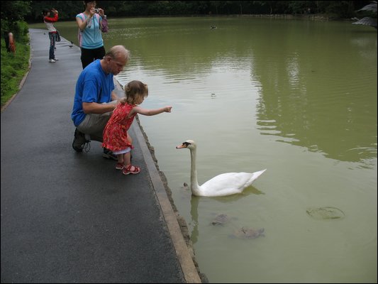 2007_01_25_FeedingswansandTurtles.JPG