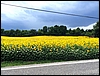 IMG_2374.jpg