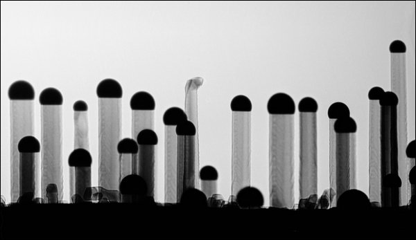 Nanowires-during-growth.jpg