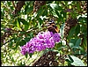 P1080992.jpg