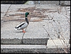 P1070429.jpg
